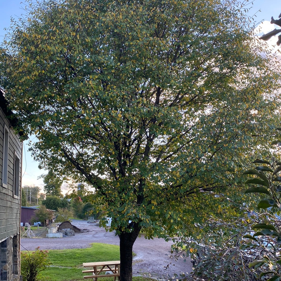 American Elm | Ulmus