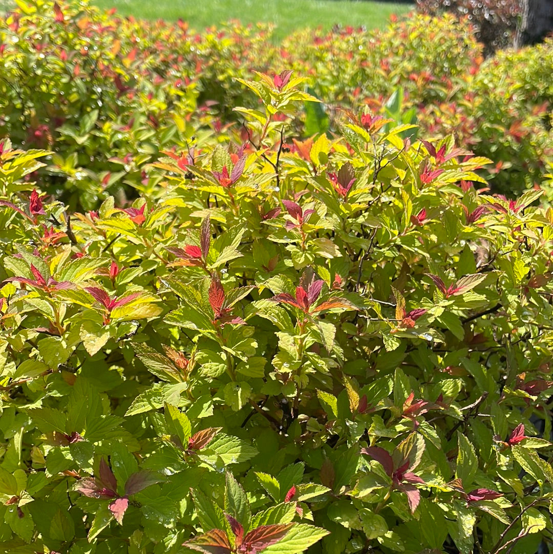 Magic Carpet Spirea | Spirea japonica