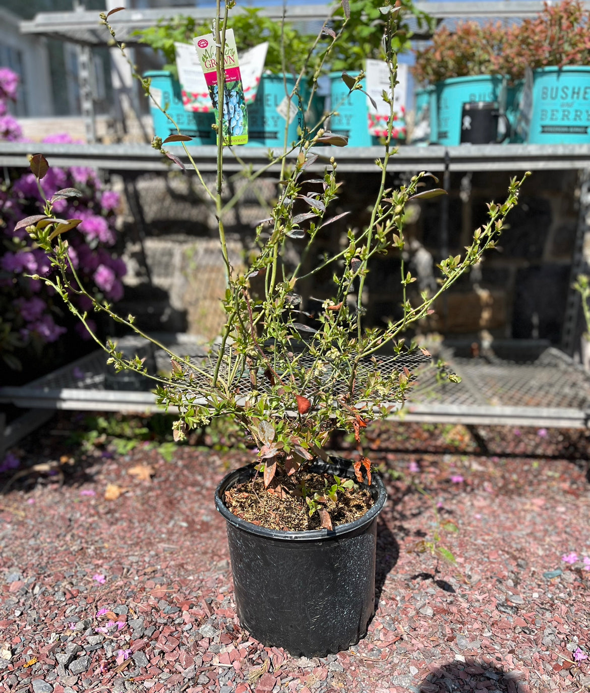 'Patriot' Blueberry | Vaccinium Corymbosum