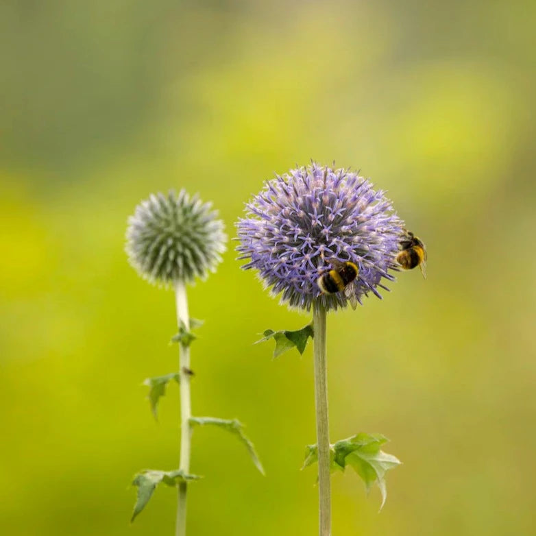 'Veitch's Blue' Globe Thistle | Echinops ritro