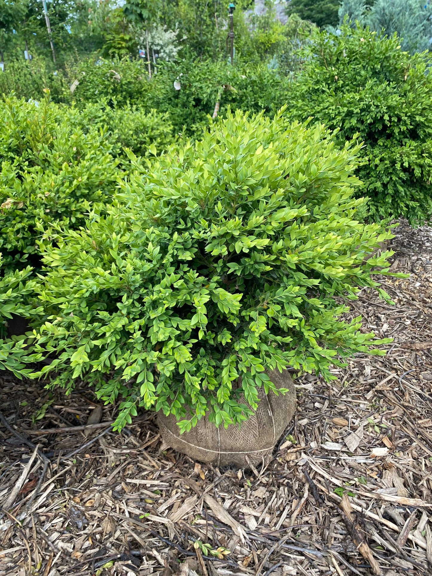 Green Velvet Boxwood | Buxus