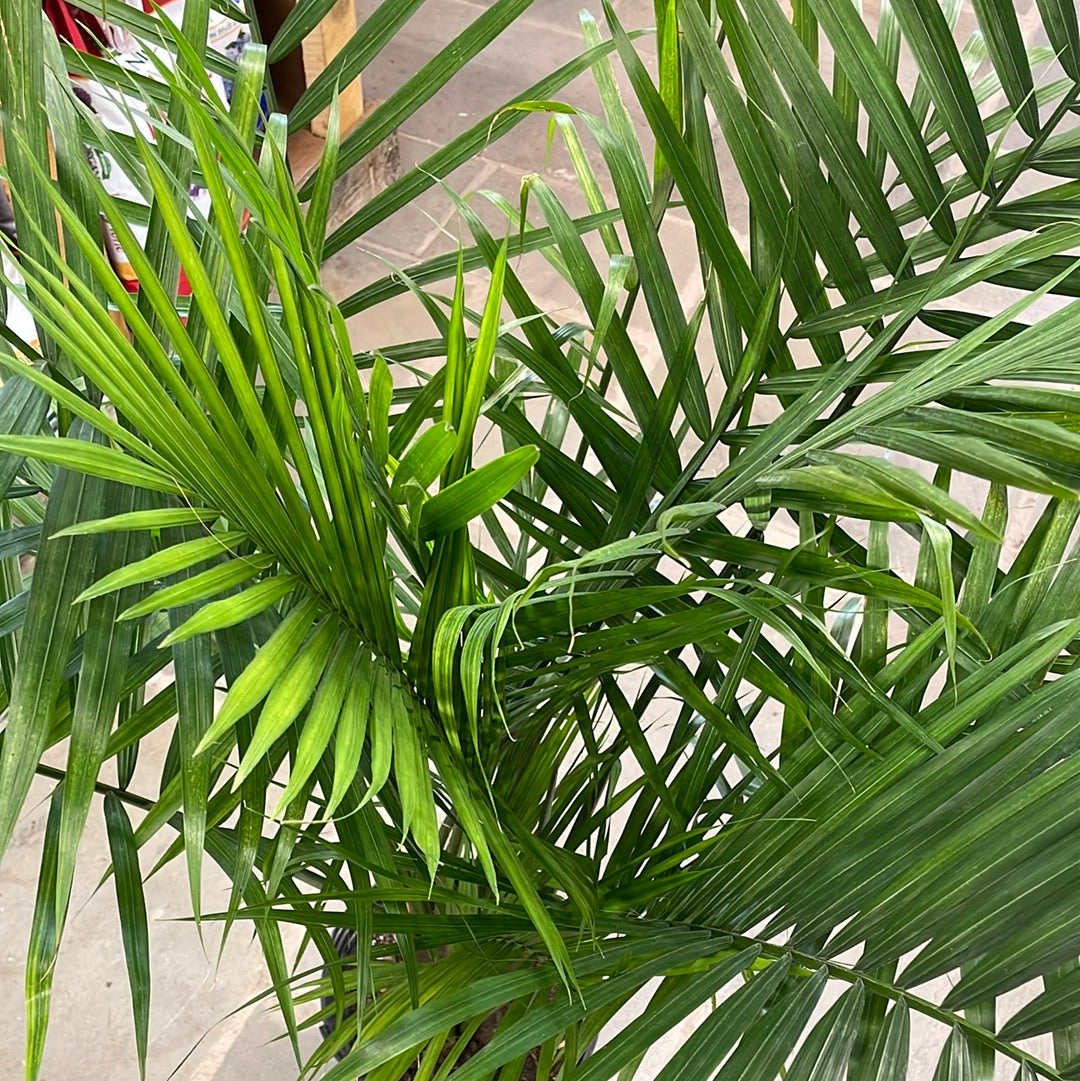 Majesty Palm | Ravenea rivularis