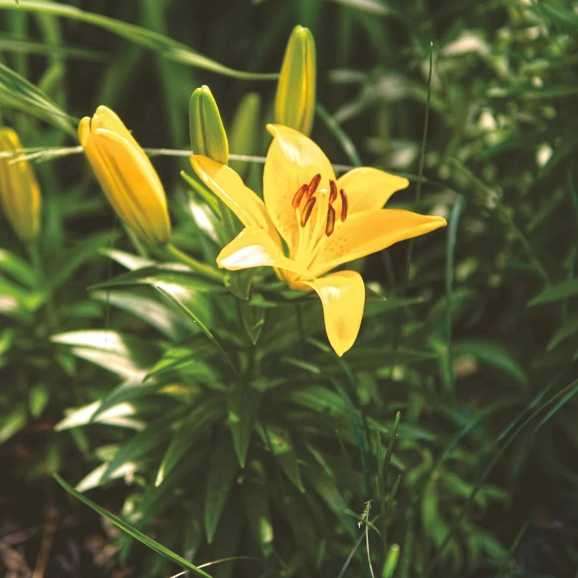 Asiatic Lily Mix  | 3 Bulbs