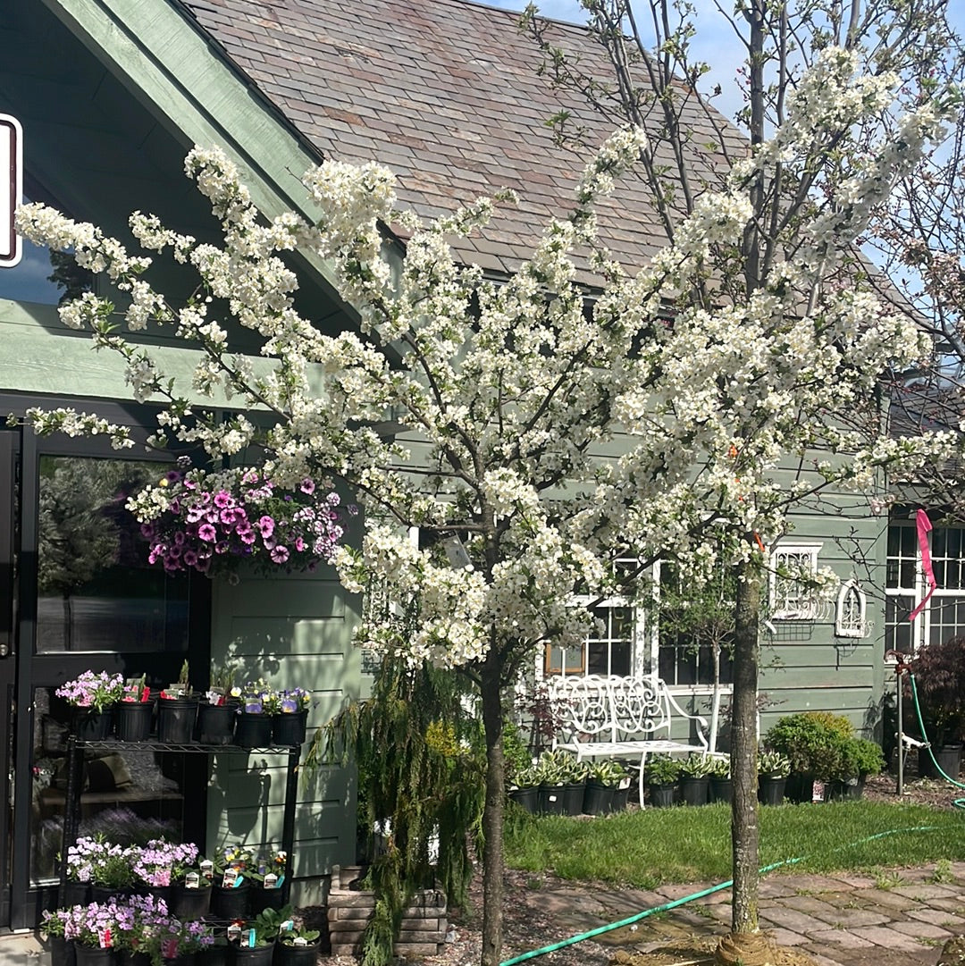 Sargent Crabapple | Malus sargentii