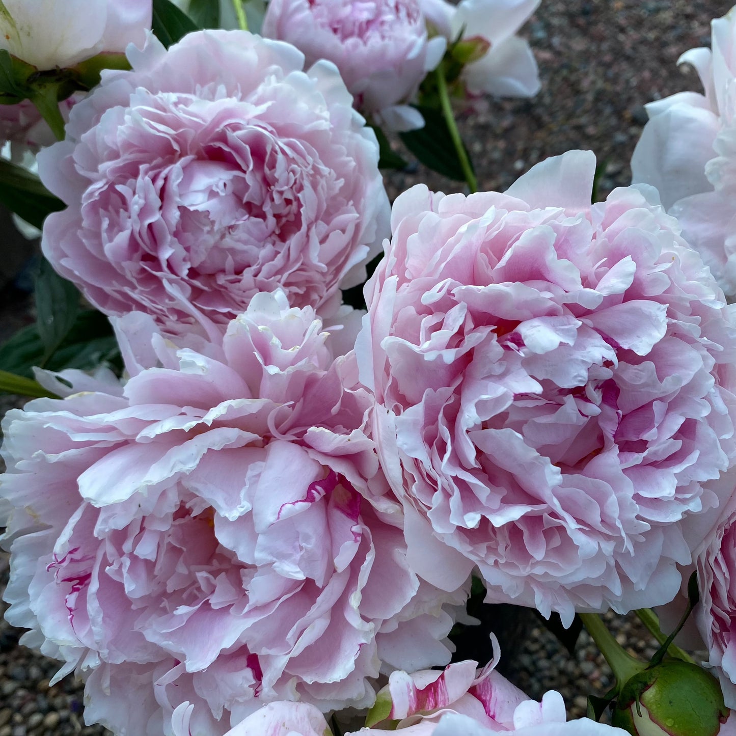 Sarah Bernhardt Peony | Paeonia