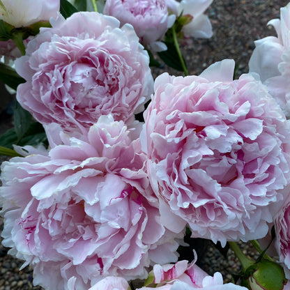 Sarah Bernhardt Peony | Paeonia