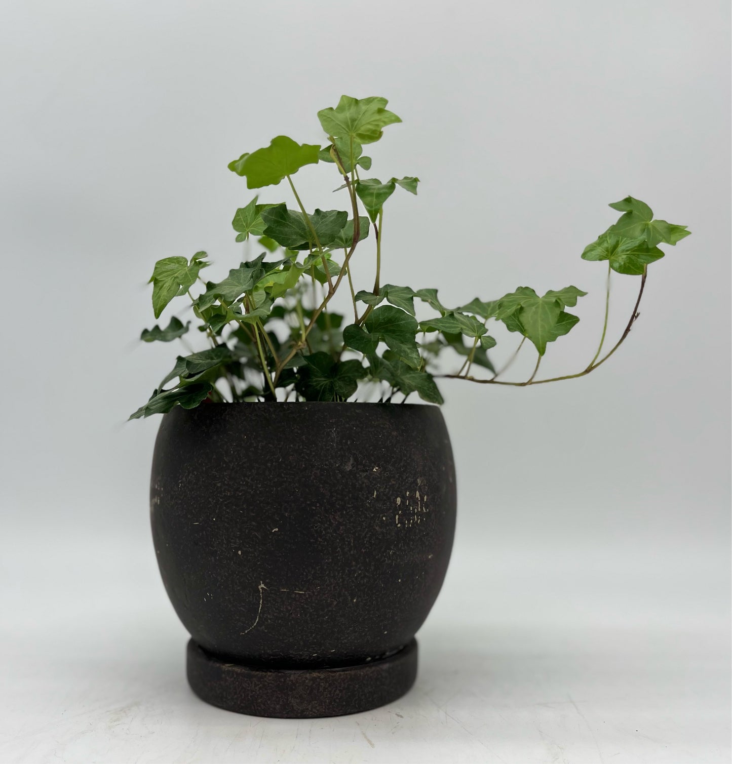 Brown Rustic Round Pot w/ Drainage & Saucer