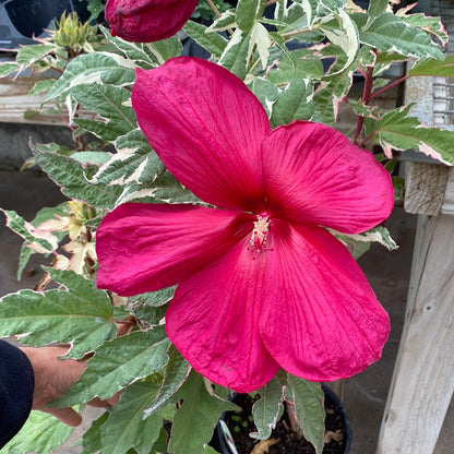 'Summer Carnival' Hibiscus