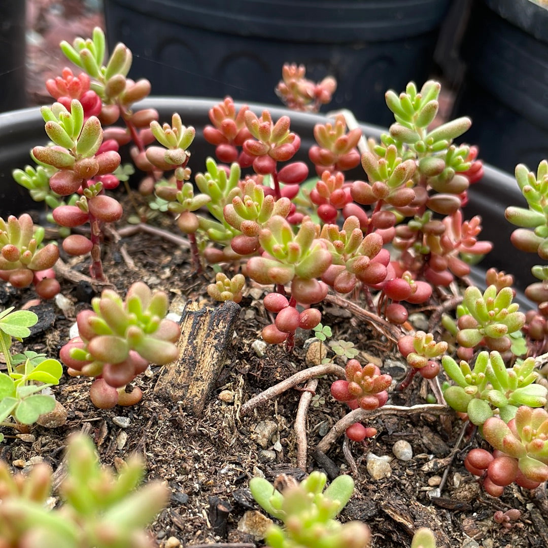 Jelly Bean Stonecrop | Sedum