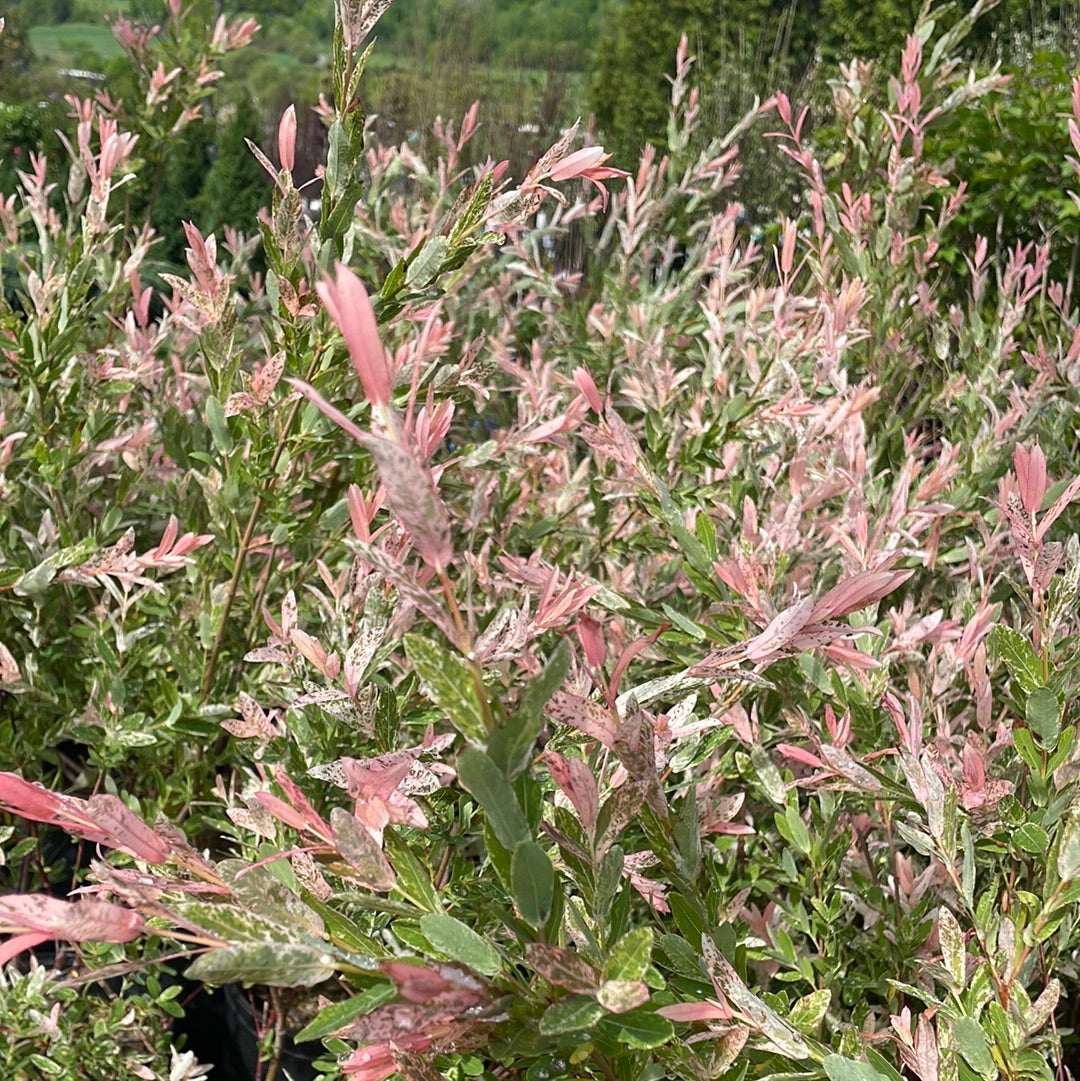 Bare Root Hakuro Nishiki Willow Shrub | Salix integra