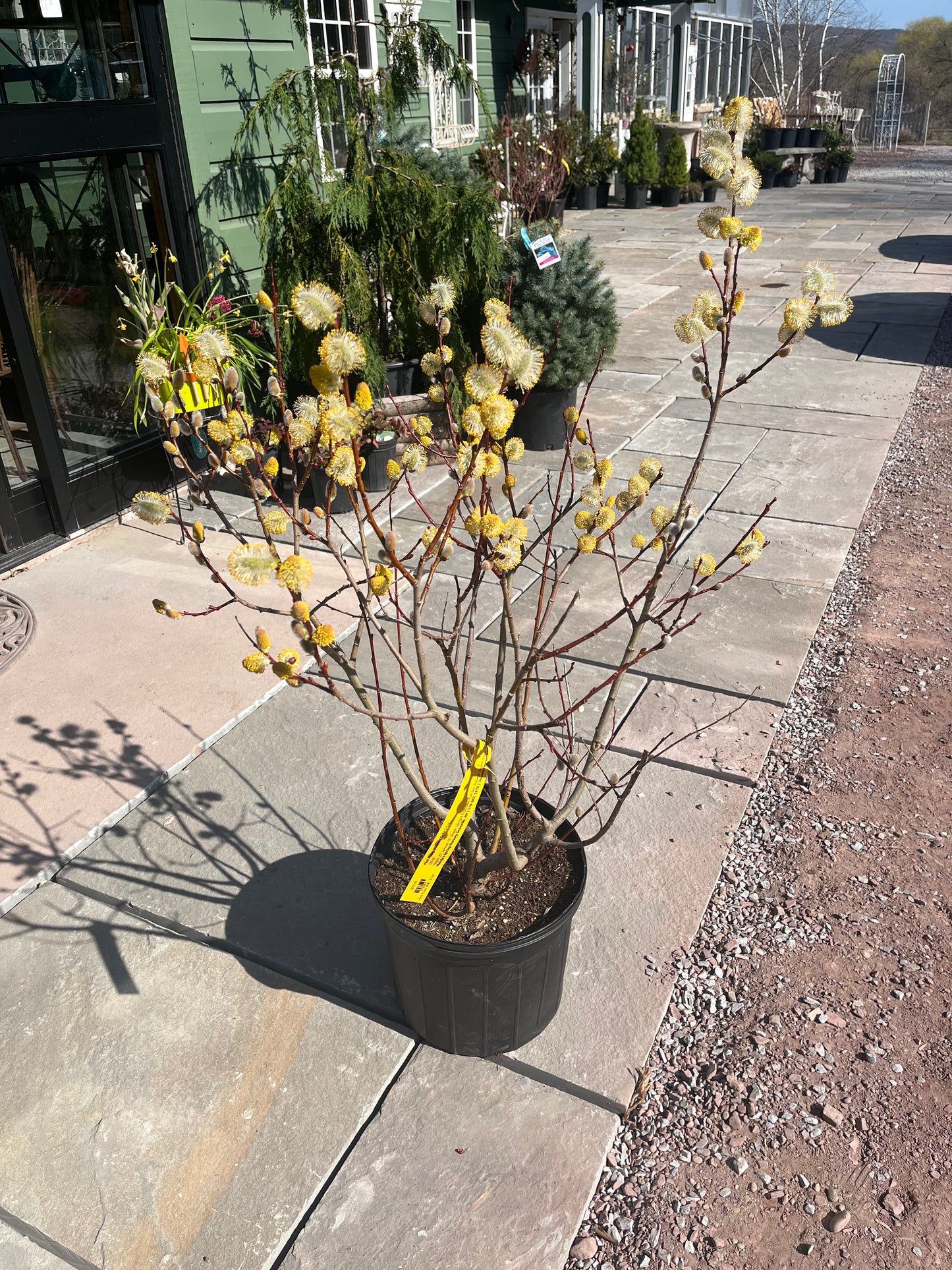 Pussy Willow | Salix discolor