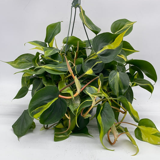 Philodendron Brasil