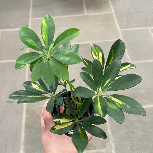 Umbrella Tree | Schefflera Arboricola