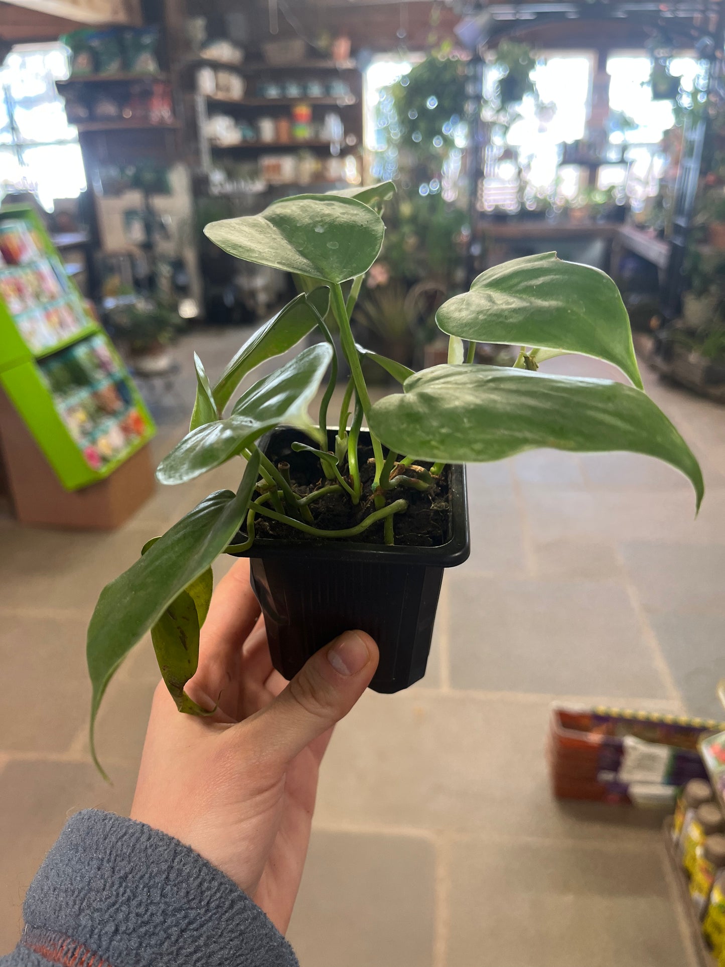 Heart Leaf Philodendron