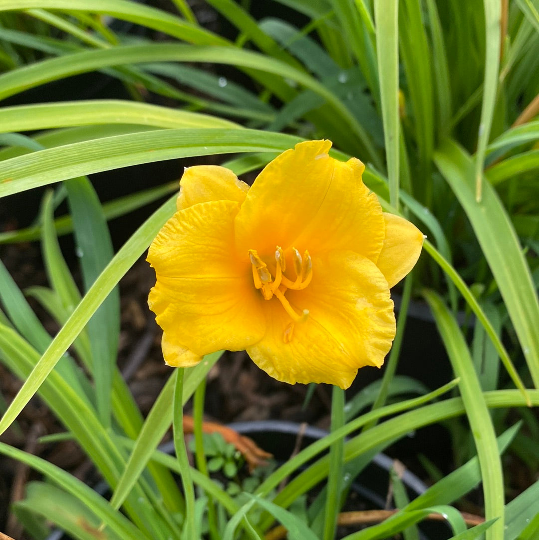 Mini Stella Daylily | Hemerocallis