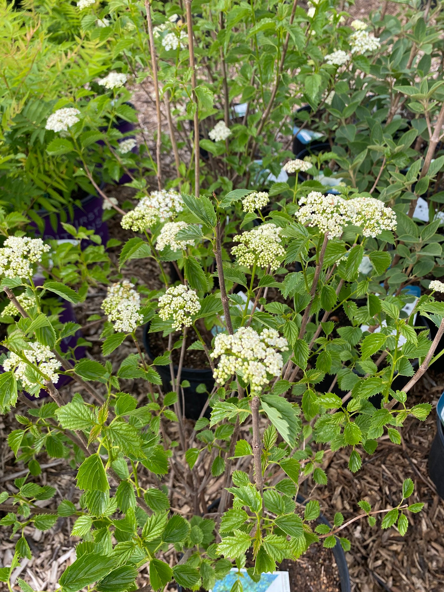 Chicago Lustre Viburnum Shrub | Viburnum dentatum