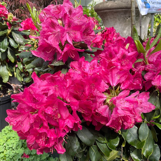 'Nova Zembla' Rhododendron