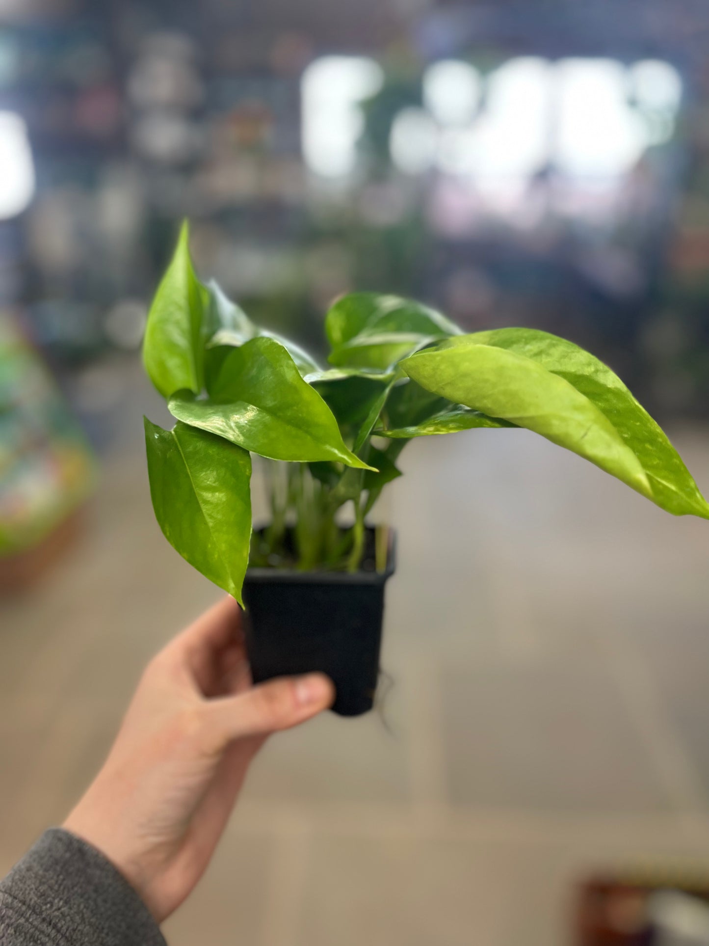 Golden Pothos | Epipremnum aureum