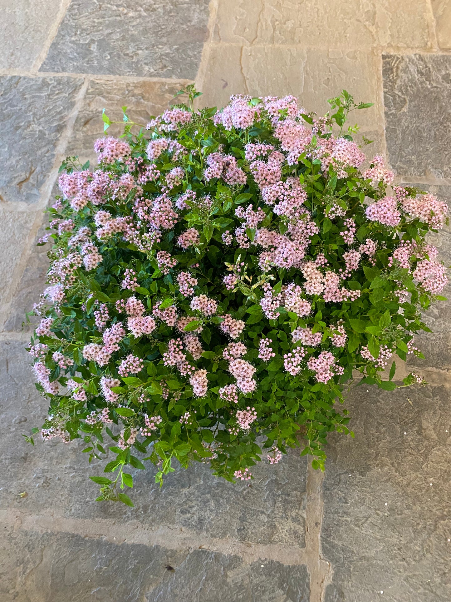 Little Princess Spirea | Spiraea japonica