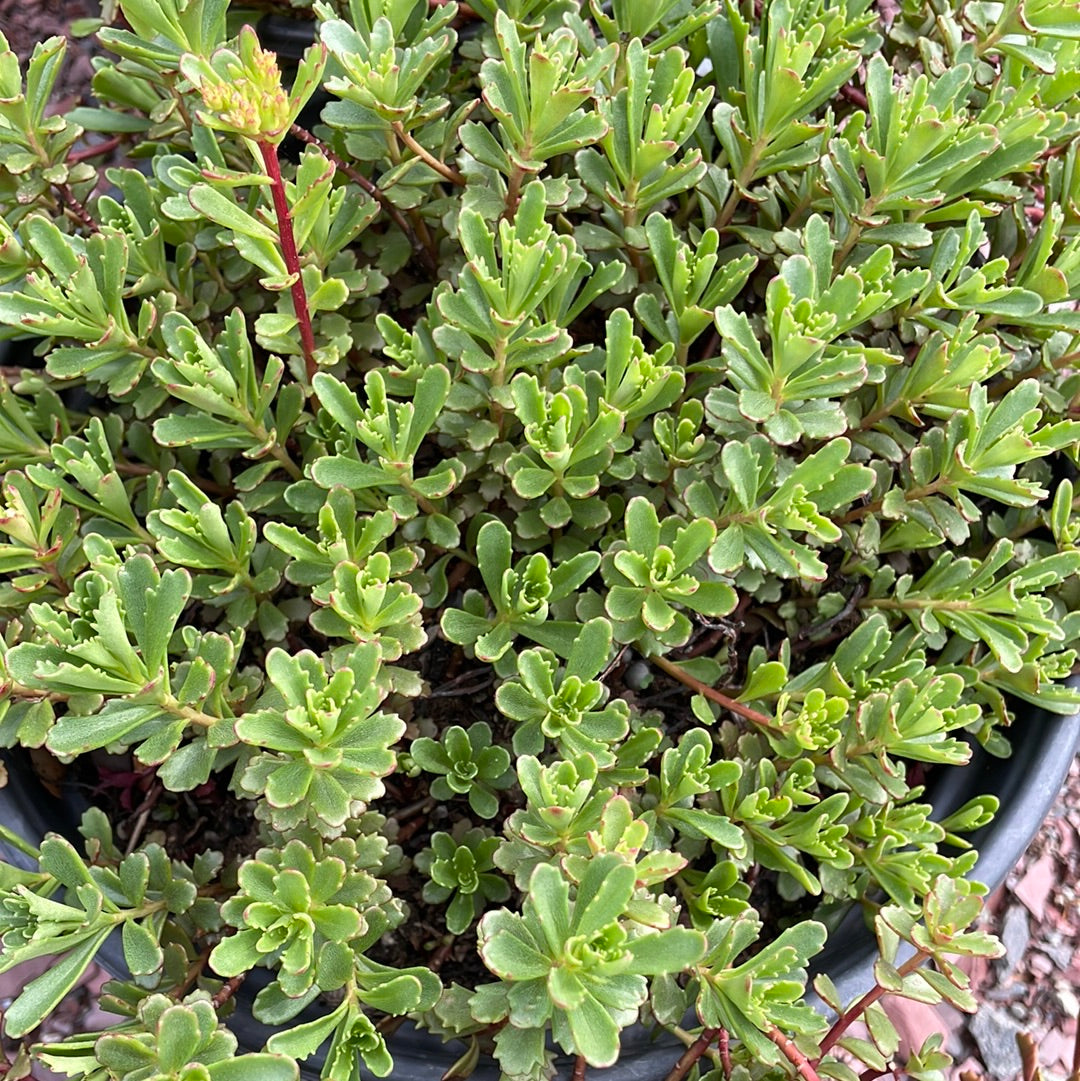 Weihenstephaner Gold Stonecrop | Sedum kamtschaticum