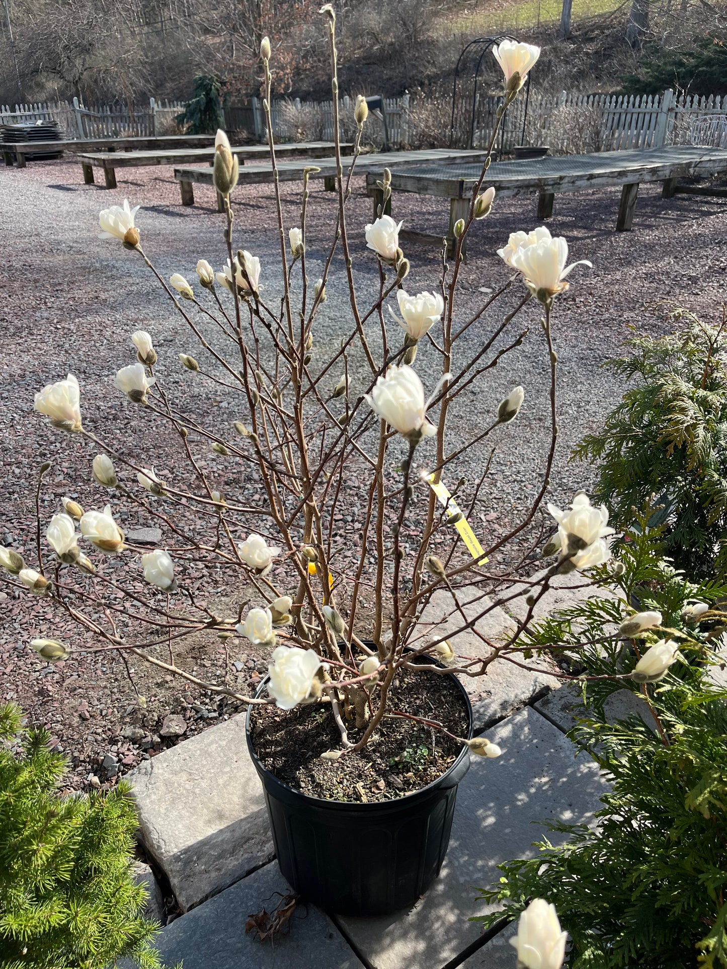 Royal Star Magnolia Tree