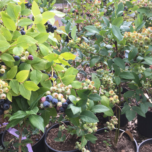 Blueray Blueberry | Vaccinium corymbosum