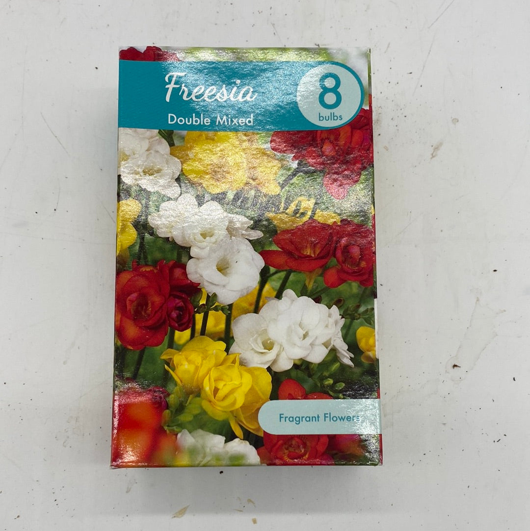 Freesias Double Mixture (Bloom Color: Assorted)