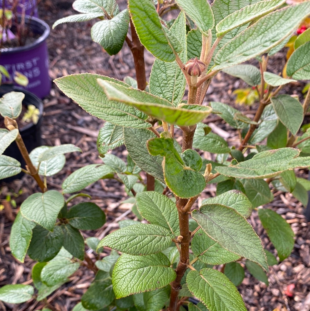 Mohican Viburnum | Viburnum lantana