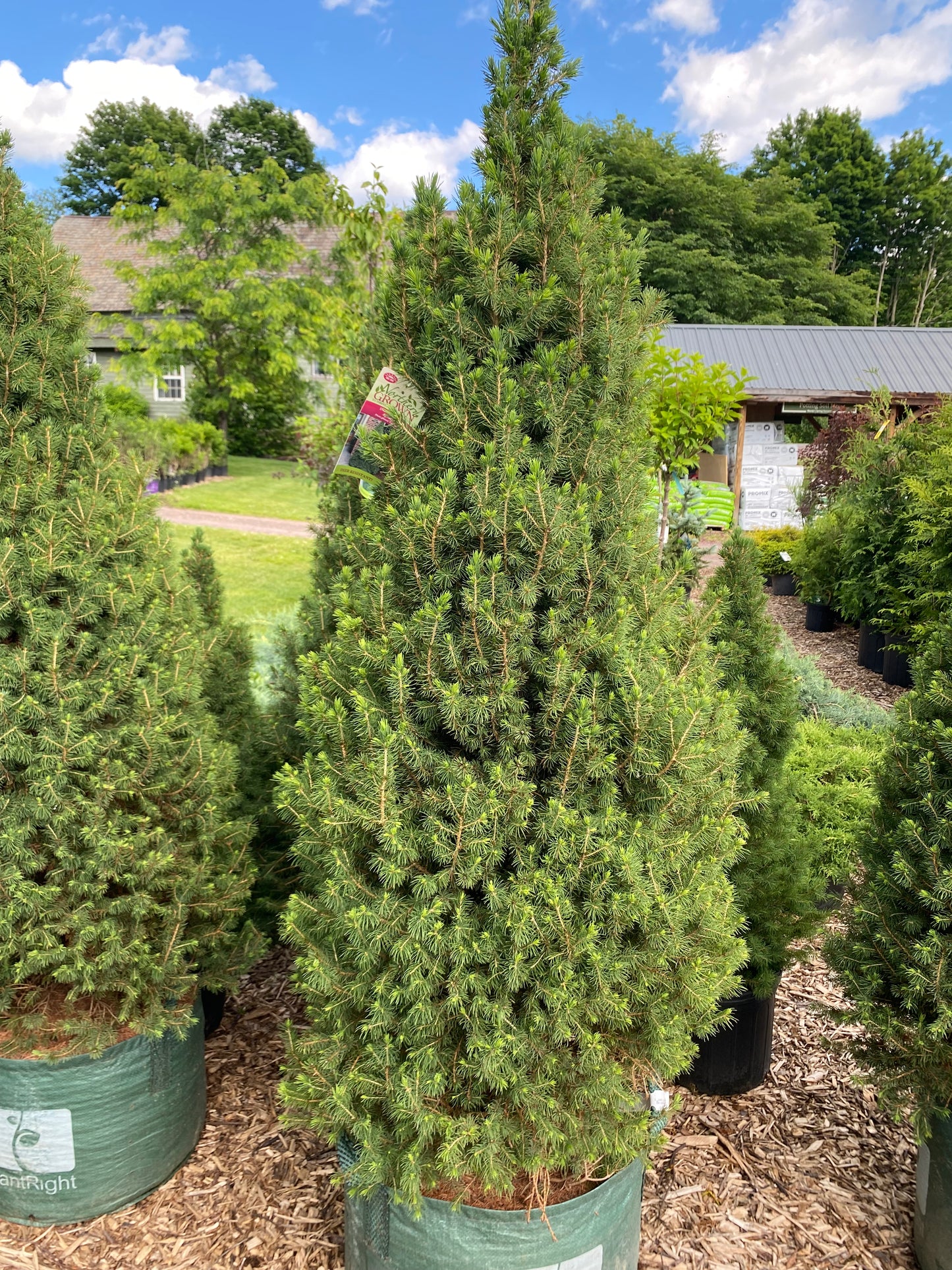 Dwarf Alberta Spruce | Picea glauca 'Conica'