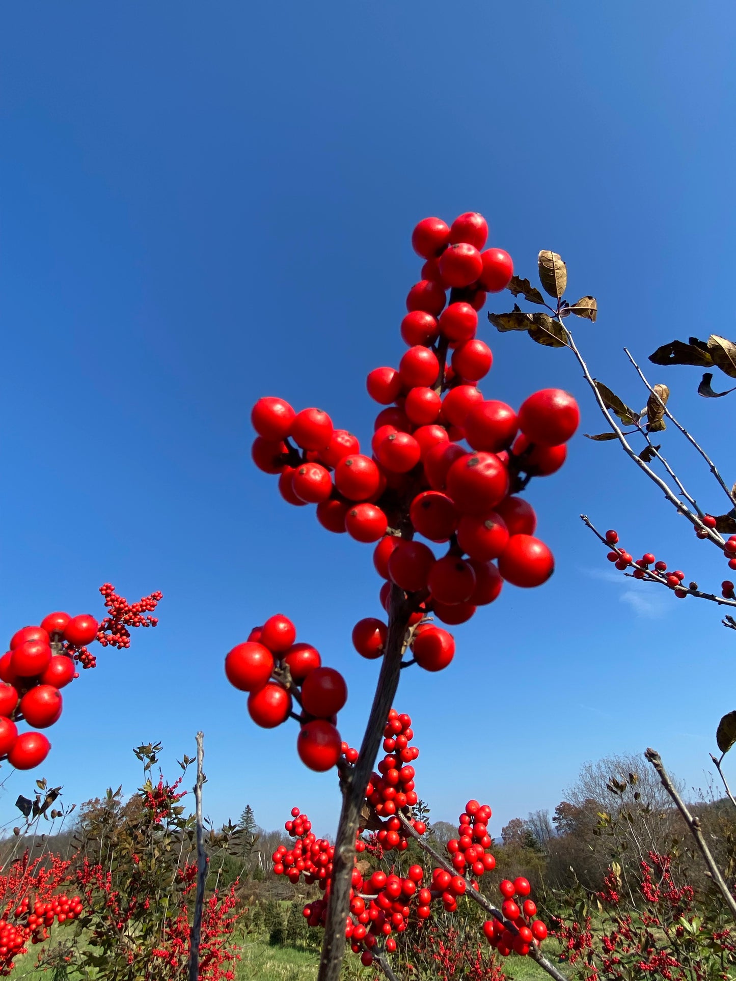 Red Sprite Winterberry | Ilex verticillata