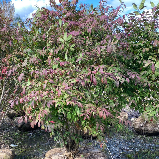 Dwarf Burning Bush | Euonymus alatus