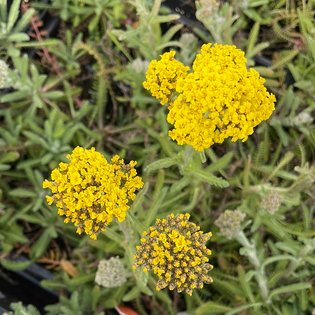 Moonshine Yarrow | Achillea