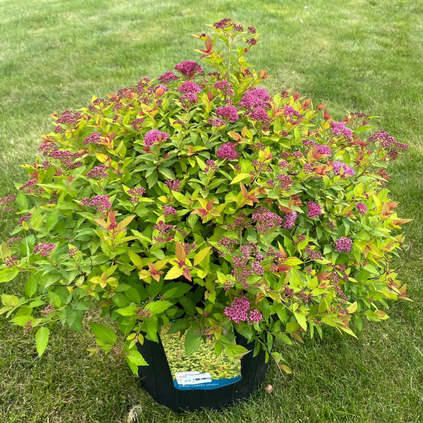 Magic Carpet Spirea | Spirea japonica