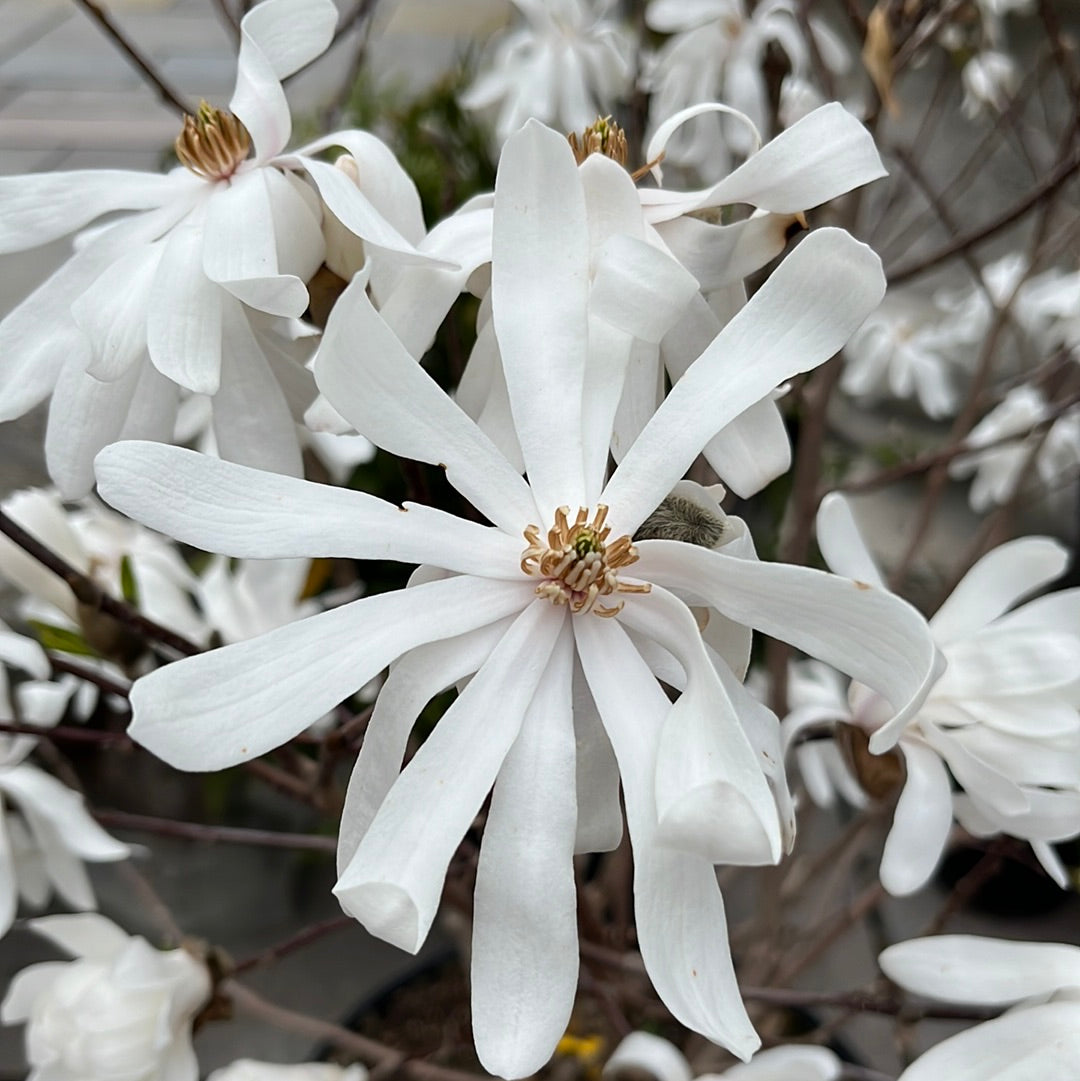 Royal Star Magnolia Tree