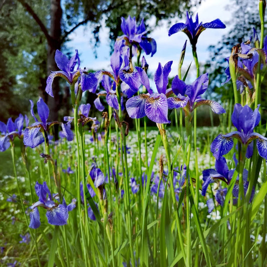 Bulbs - Dutch Iris - Mixed