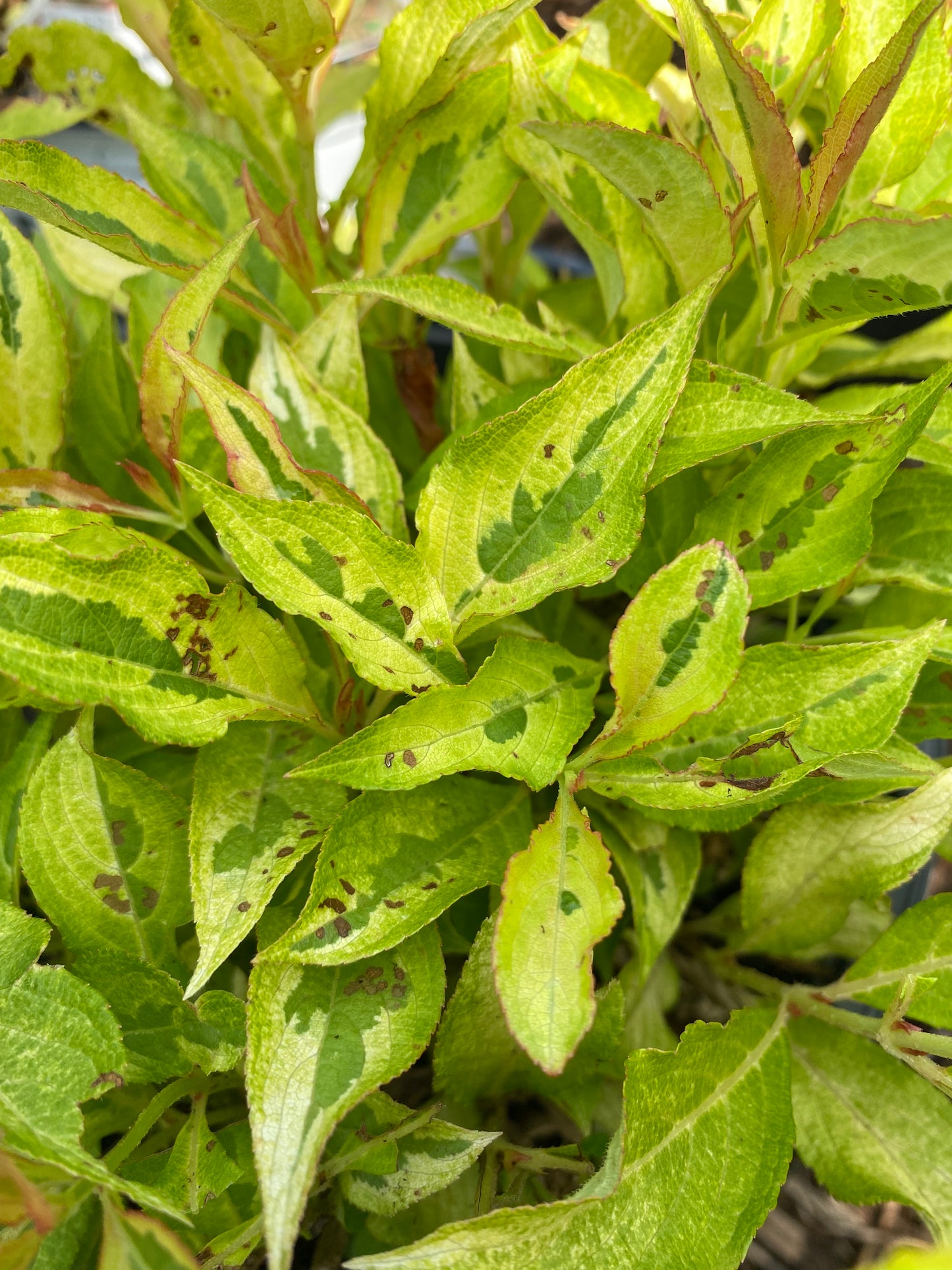 My Monet Sunset Weigela | Weigela florida