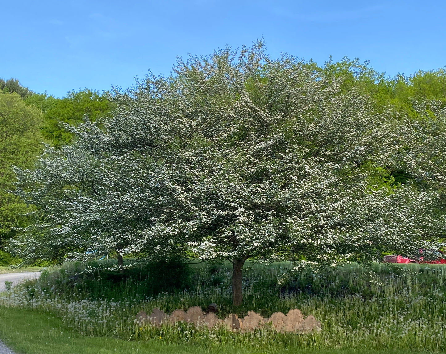 Winter King Hawthorn | Crataegus viridis 'Winter King'