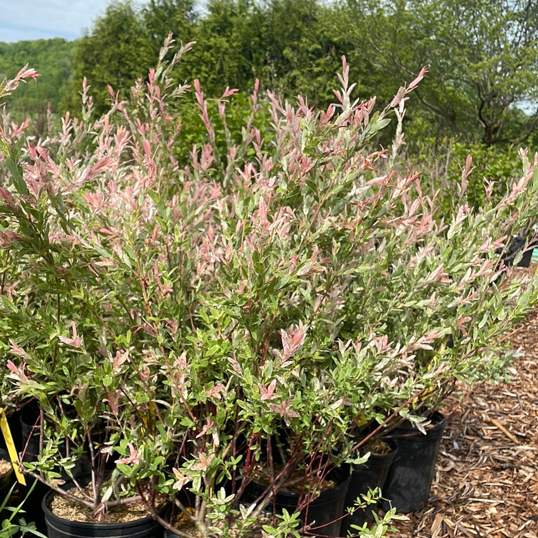 Bare Root Hakuro Nishiki Willow Shrub | Salix integra