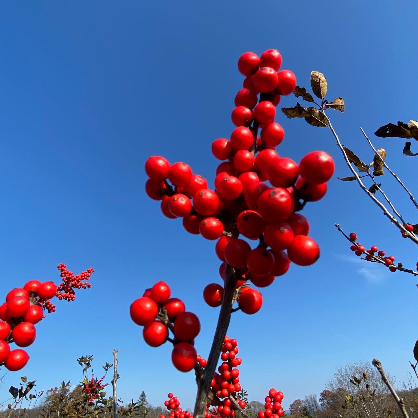 Wildfire Winterberry | Ilex verticillata