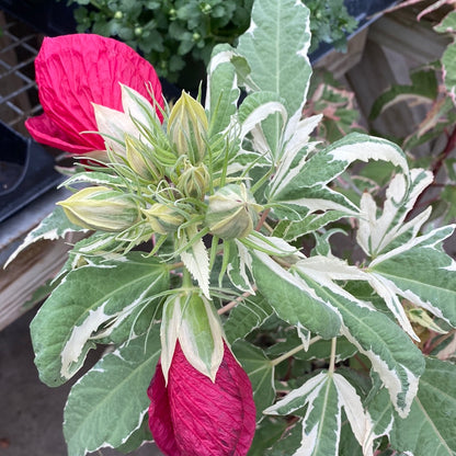 'Summer Carnival' Hibiscus