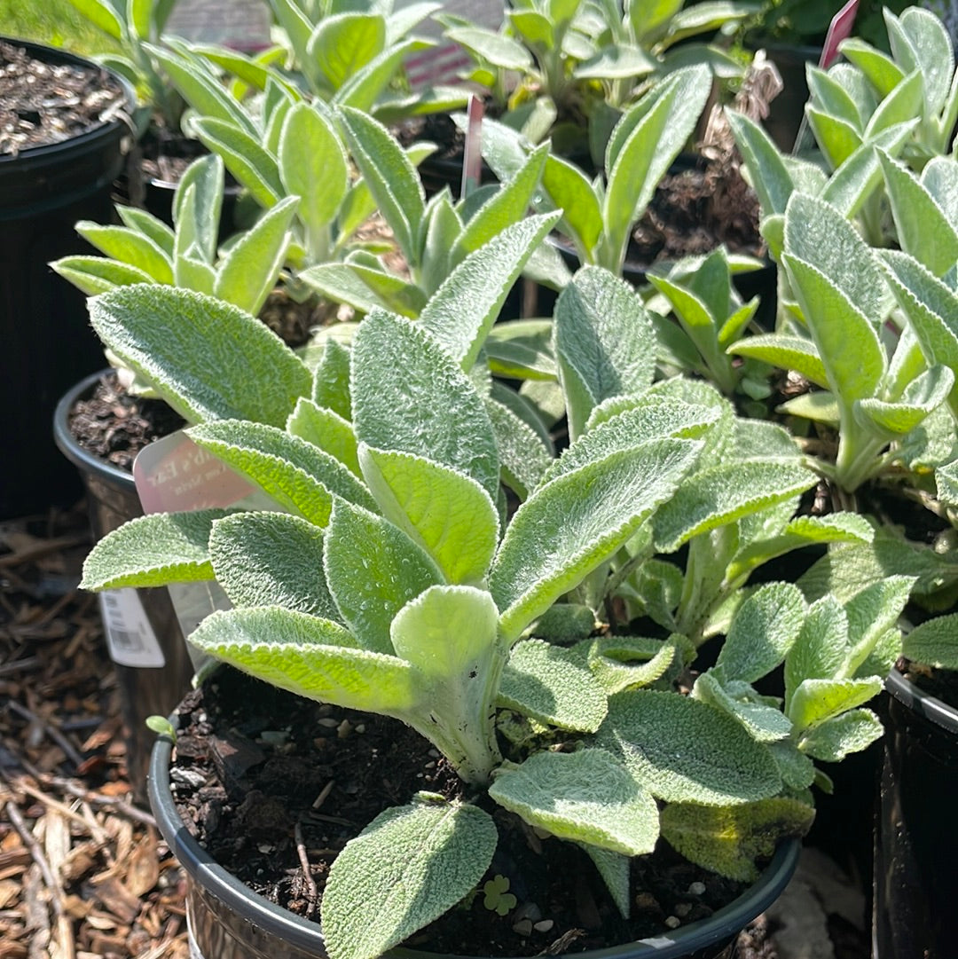 Helen Von Stein Lamb's Ear | Stachys byzantina