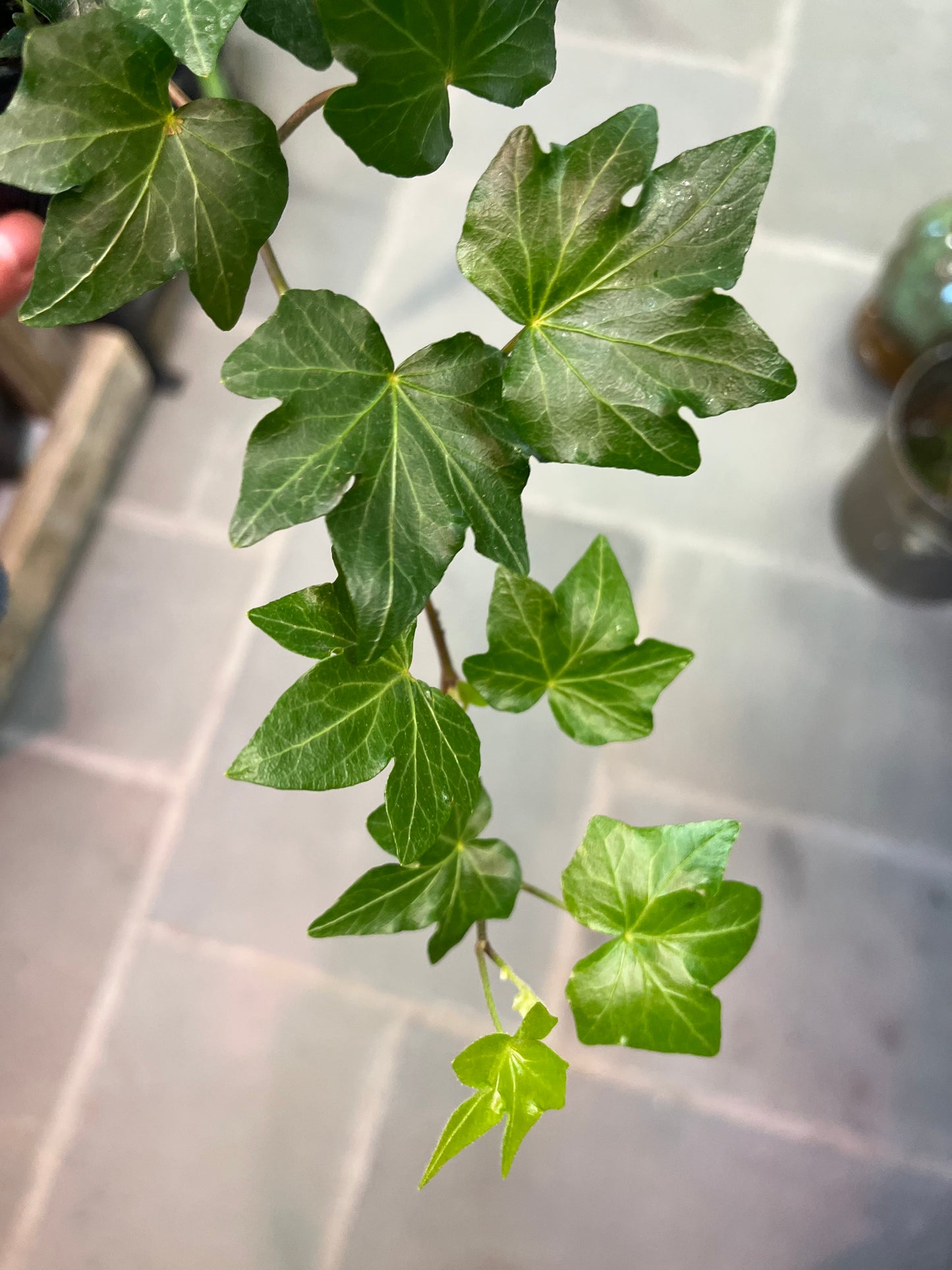 English Ivy | Hedera helix