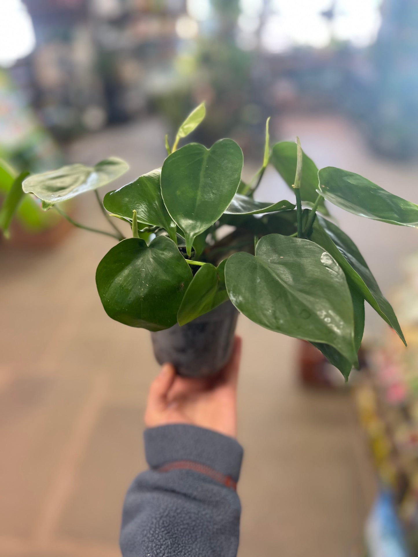 Heart Leaf Philodendron