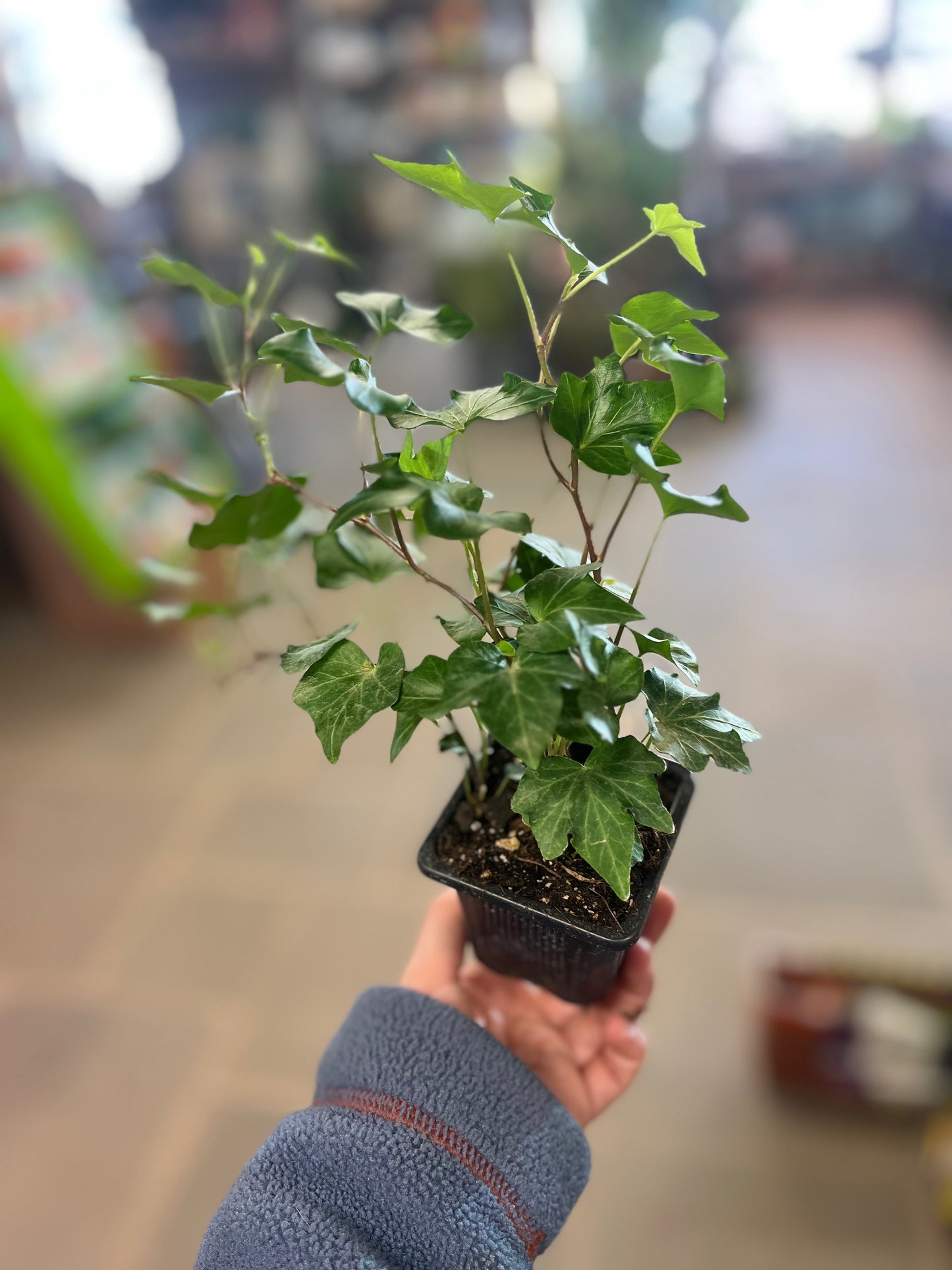 English Ivy | Hedera helix