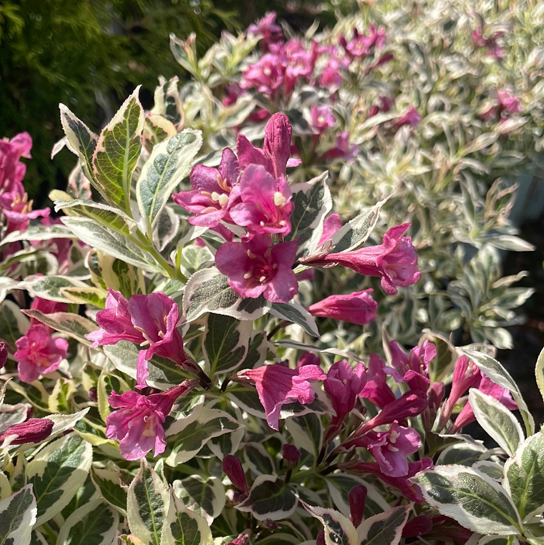 My Monet Weigela | Weigela florida