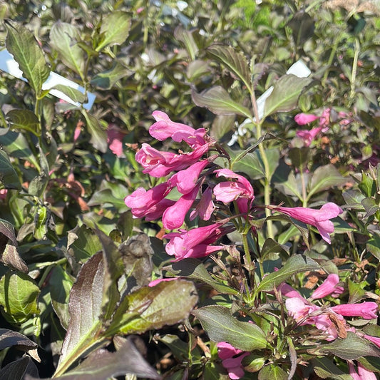 Dark Horse Weigela | Weigela florida