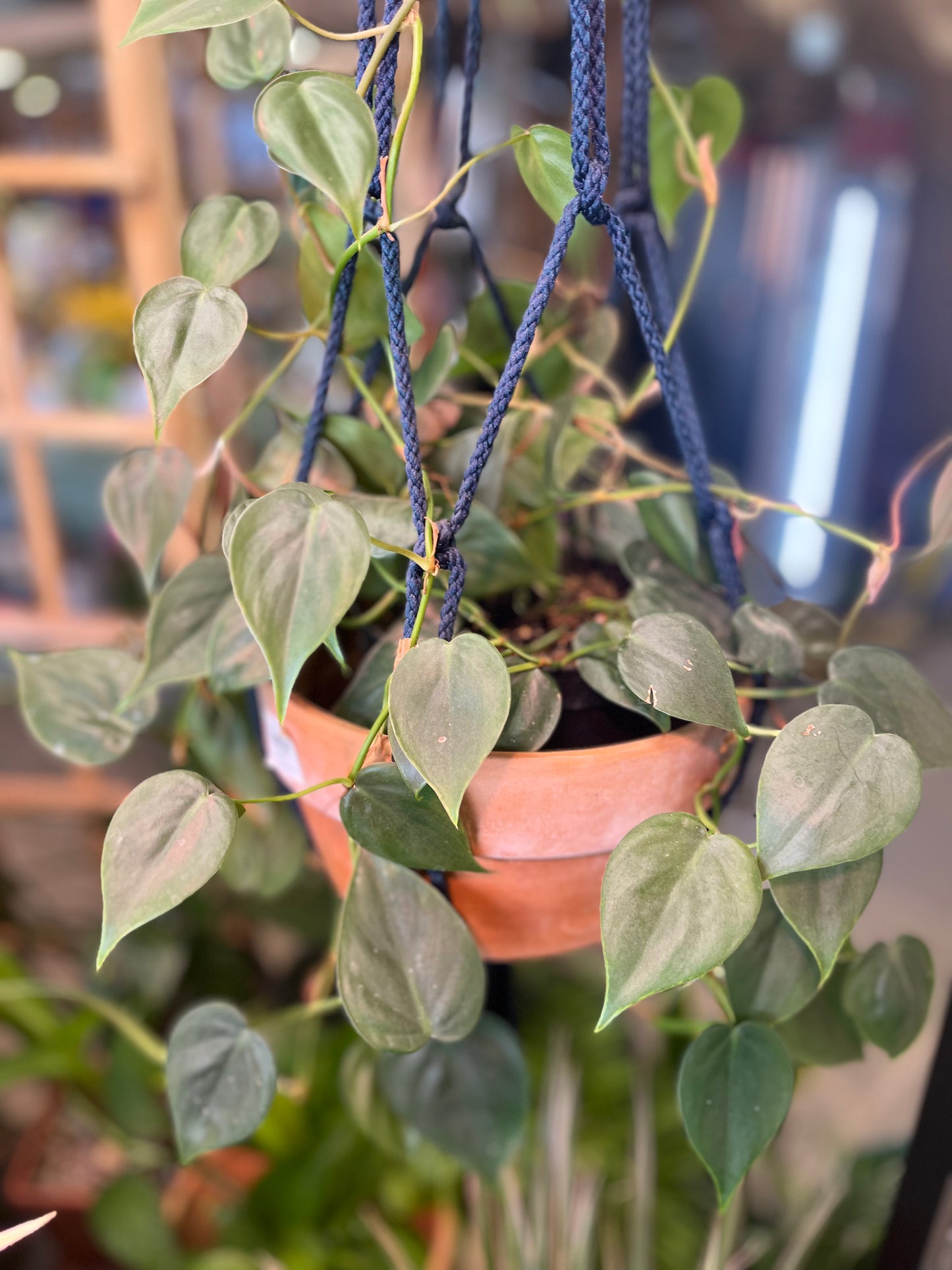 Heart Leaf Philodendron