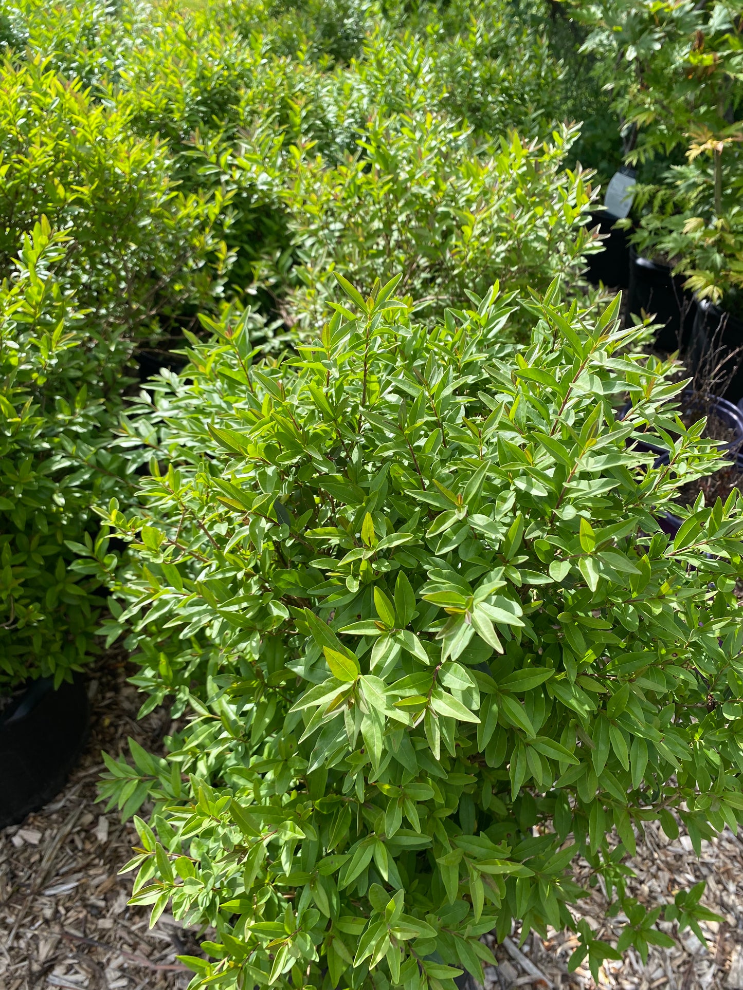 Lodense Privet | Ligustrum vulgare