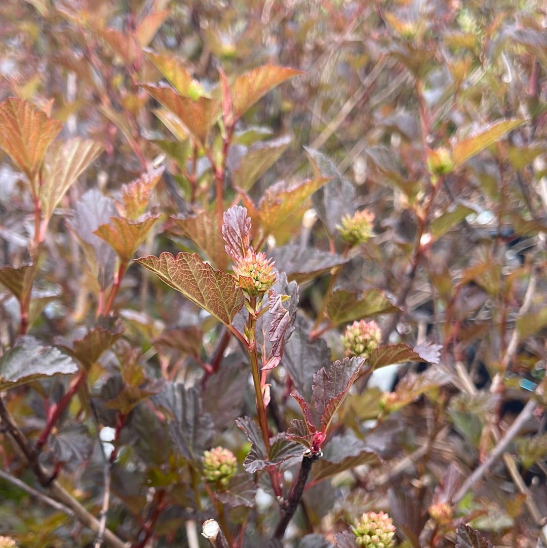 Summer Wine® Ninebark | Physocarpus opu.