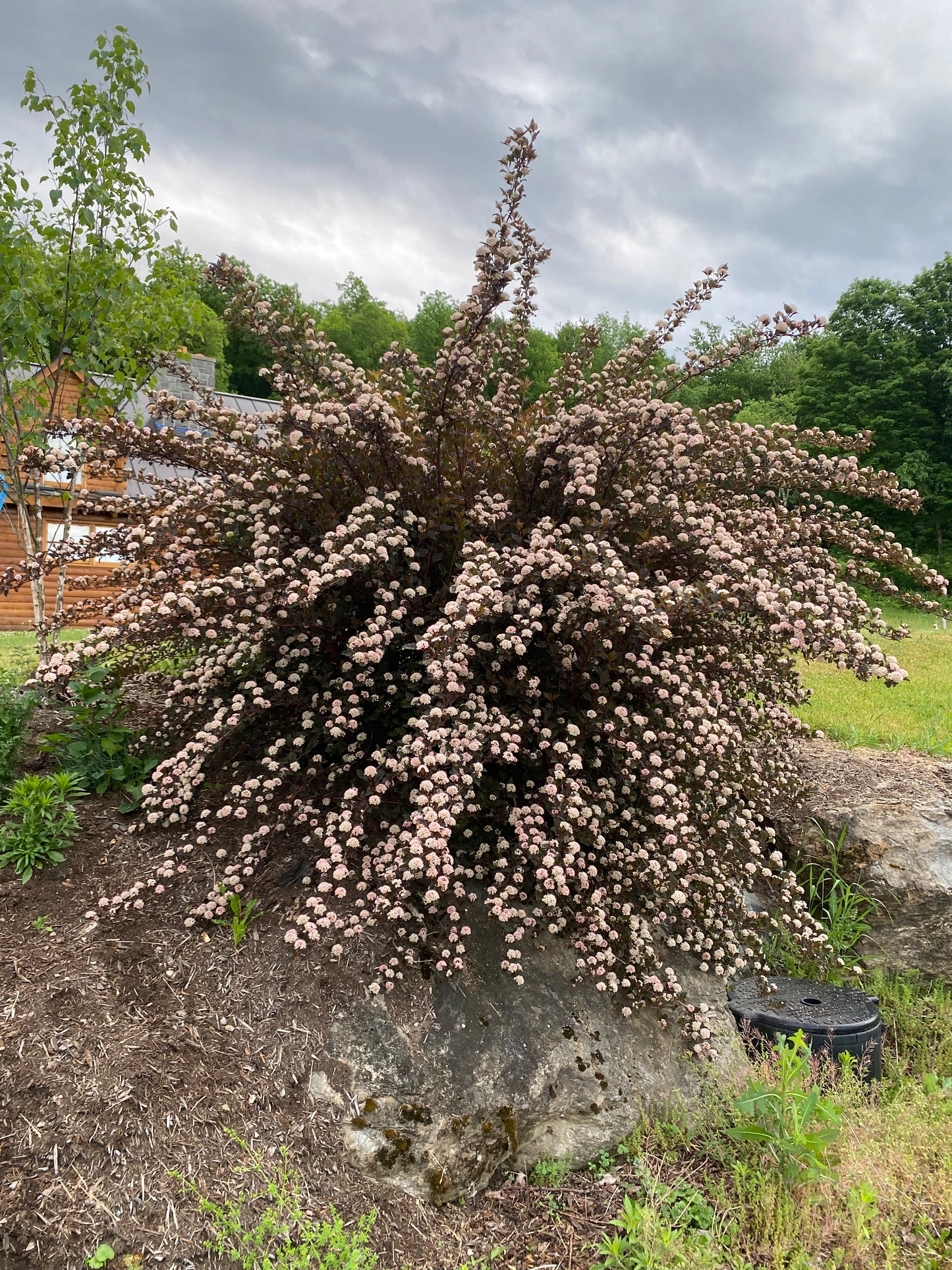 Summer Wine® Ninebark | Physocarpus opu.